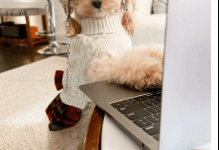 Noodles the Pooch Net Worth