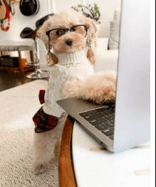 Noodles the Pooch Net Worth
